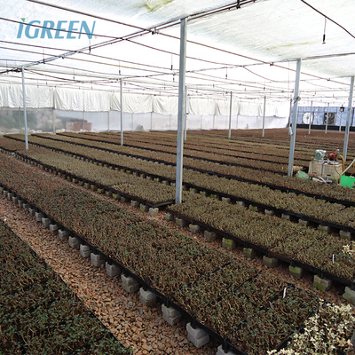 10m Tunnel Width Wide Span Greenhouse For Snail Farming with Irrigation System