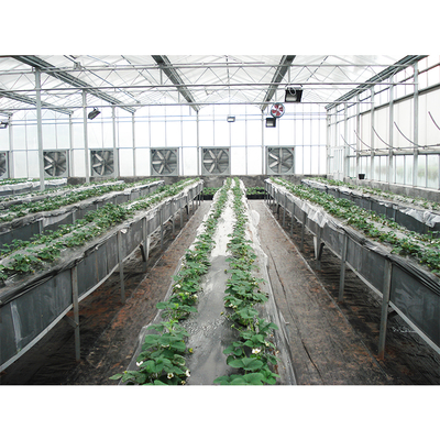 Steel Flame Multi Span Greenhouse Commercial Glass Greenhouse With Winter Cover And Hydroponic System