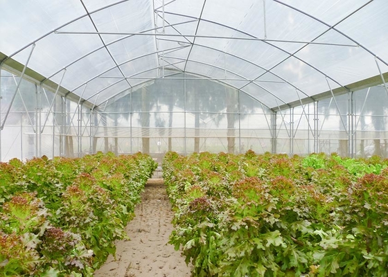 Roof Window Multi Tunnel Greenhouse With Zinc Coating 275gsm And Tunnel Width 8m
