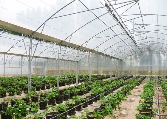 Roof Window Multi Tunnel Greenhouse With Zinc Coating 275gsm And Tunnel Width 8m