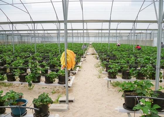 Roof Window Multi Tunnel Greenhouse With Zinc Coating 275gsm And Tunnel Width 8m