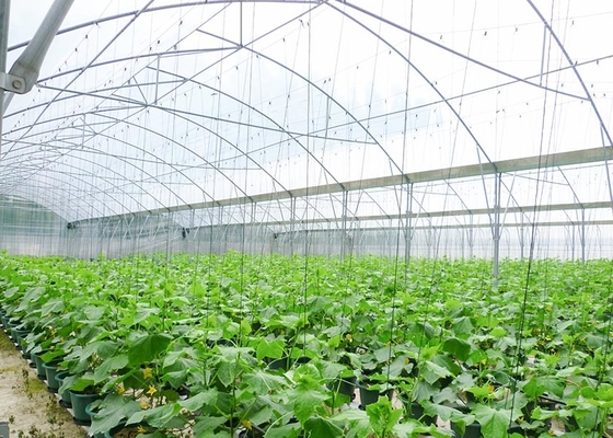 Roof Window Multi Tunnel Greenhouse With Zinc Coating 275gsm And Tunnel Width 8m