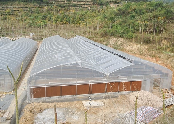 Roof Window Multi Tunnel Greenhouse With Zinc Coating 275gsm And Tunnel Width 8m