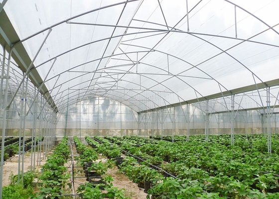 Multi-Span Agricultural Greenhouse for Hydroponic Tomato and Optimal Irrigation System