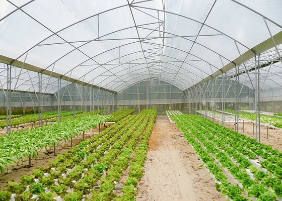 Multi-Span Agricultural Greenhouse for Hydroponic Tomato and Optimal Irrigation System