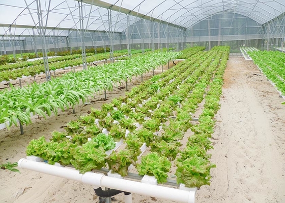 Multi-Span Agricultural Greenhouse for Hydroponic Tomato and Optimal Irrigation System