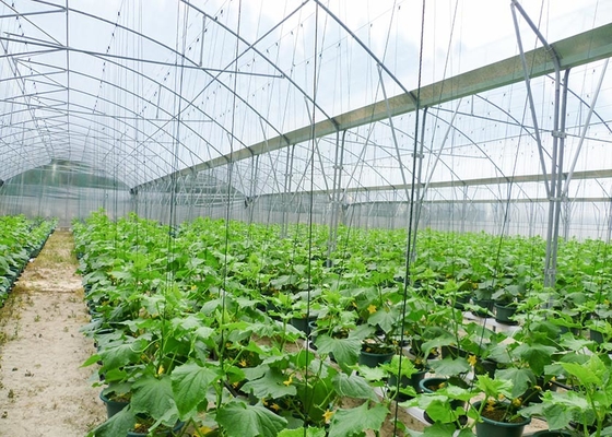 Multi-Span Agricultural Greenhouse for Hydroponic Tomato and Optimal Irrigation System