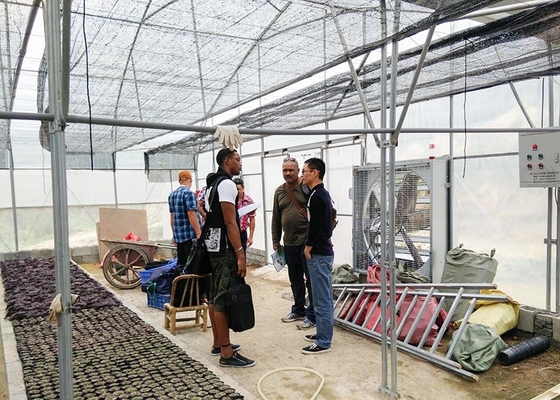S Hot Dipped Galvanized Steel Structure Greenhouse for Agricultural Vegetable