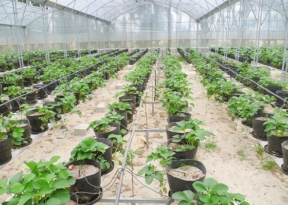 S Hot Dipped Galvanized Steel Structure Greenhouse for Agricultural Vegetable