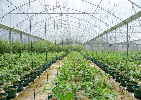 S Hot Dipped Galvanized Steel Structure Greenhouse for Agricultural Vegetable