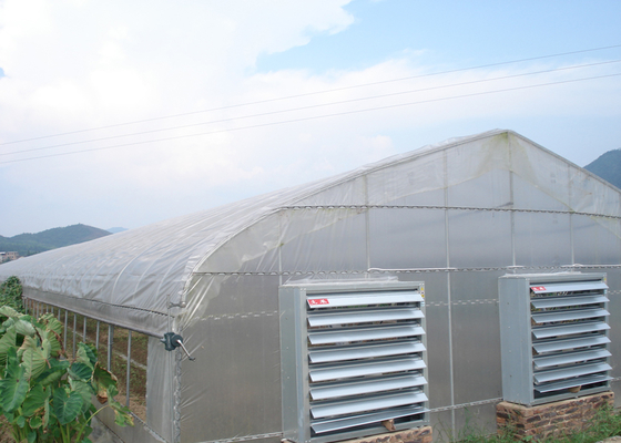10m Tunnel Width Multi Span Greenhouse Steel Pipe Greenhouse For Hydroponic System