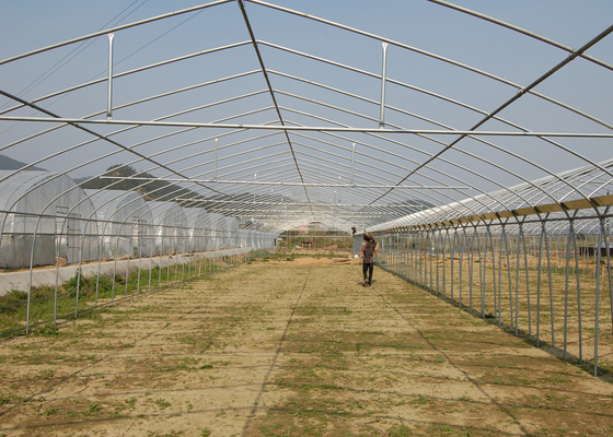 10m Tunnel Width Multi Span Greenhouse Steel Pipe Greenhouse For Hydroponic System