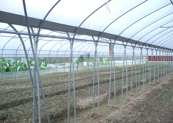 10m Tunnel Width Multi Span Greenhouse Steel Pipe Greenhouse For Hydroponic System