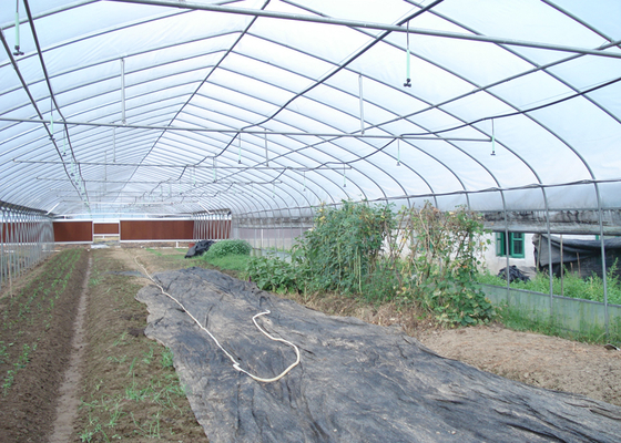 10m Tunnel Width Multi Span Greenhouse Steel Pipe Greenhouse For Hydroponic System