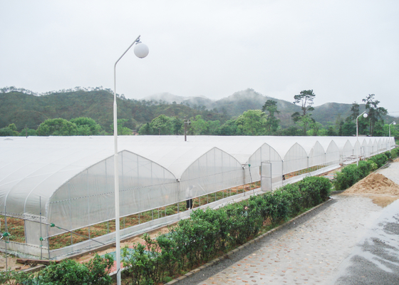 Film Surface Material Multi-Span Agricultural Greenhouses IGreen Greenhouse