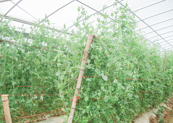 WL8132X Single Greenhouses Agricultural Plastic Film Panels 7-10m