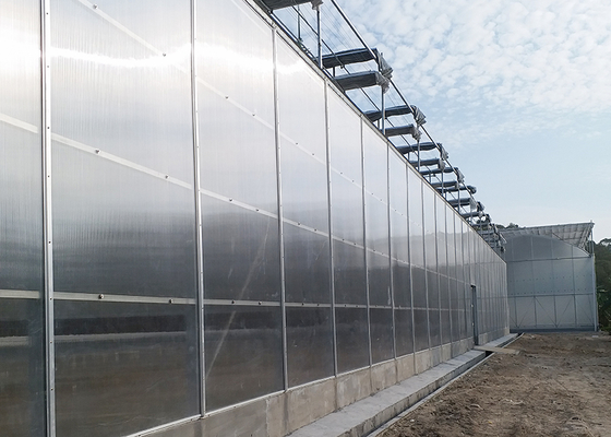 IGreen Polycarbonate Greenhouse Panels for Flowers and Vegetables Customized Length