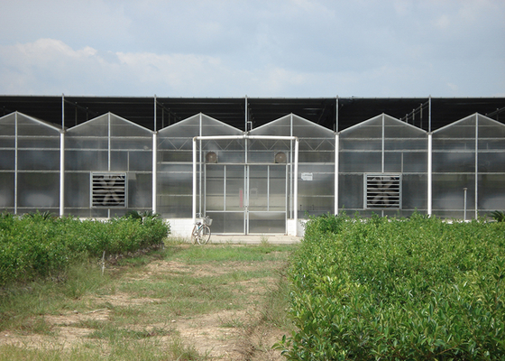 9.6m Tunnel Width Polycarbonate Greenhouse for Sustainable Agricultural Practices