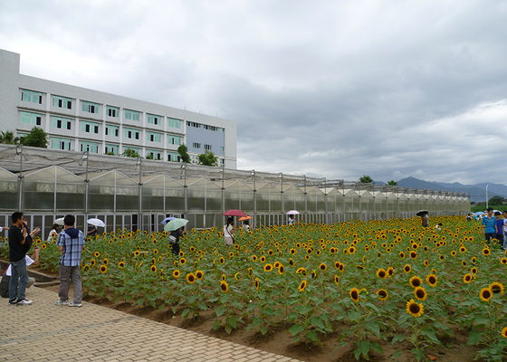 WL108Y Large IGreen Polycarbonate Panels Customized Length for Greenhouse