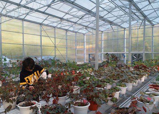 Polycarbonate Greenhouse Sheet with Customized Length and 9.6 Meter Tunnel Width