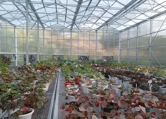 Polycarbonate Greenhouse Sheet with Customized Length and 9.6 Meter Tunnel Width