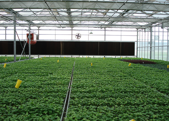 Polycarbonate Greenhouse Sheet with Customized Length and 9.6 Meter Tunnel Width