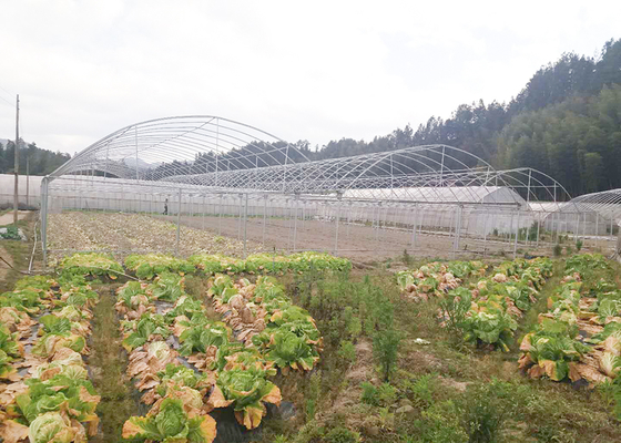 Single Layer IGreen Multispan Plastic Film Greenhouse for Shoulder Height 1.8-2.5m