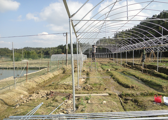 Single Layer IGreen Multispan Plastic Film Greenhouse for Shoulder Height 1.8-2.5m