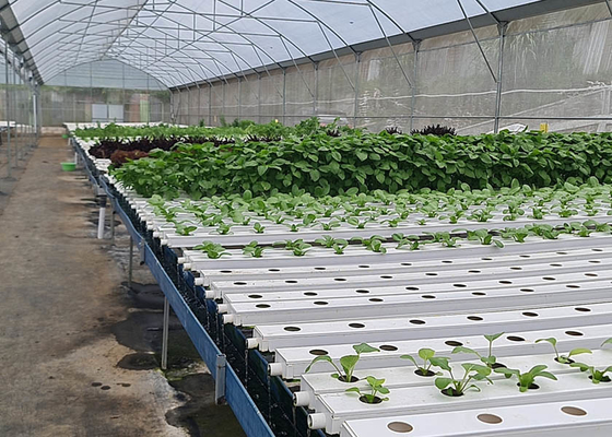 Climate Controlled Agricultural Greenhouse Hot Dipped Galvanized Steel Greenhouse