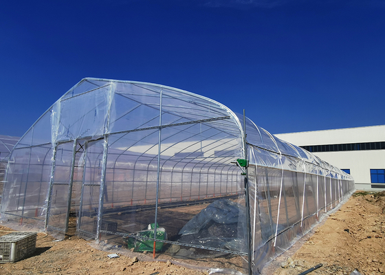 Tunnel Greenhouse with Hot Dipped Galvanized Steel Structure and 275gsm Zinc Coating