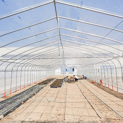 Tunnel Greenhouse with Hot Dipped Galvanized Steel Structure and 275gsm Zinc Coating