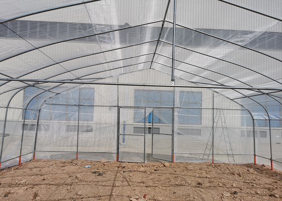 Tunnel Greenhouse with Hot Dipped Galvanized Steel Structure and 275gsm Zinc Coating