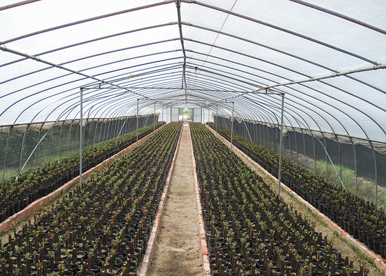 Small Scale Farming Single Span Greenhouse Customize Plastic Film Greenhouse