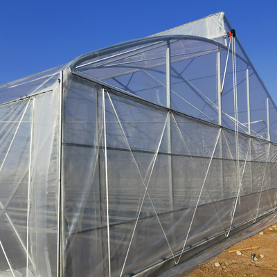 Durable Hot Dipped Galvanized Steel Structure Greenhouses for Tomato Lettuce and Pepper