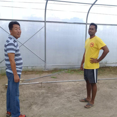 Agriculture Single Span Greenhouse Easy Installation Galvanized Steel Greenhouse