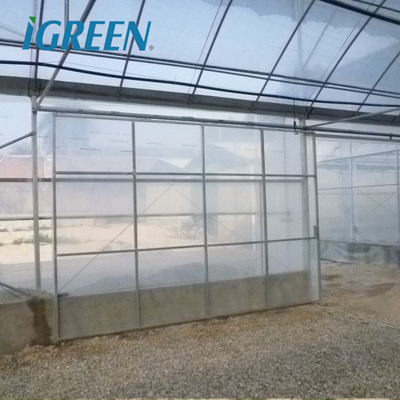 Multi-Span Agricultural Greenhouses Hot Climate Cover with 150/200micron Plastic Film