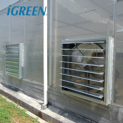 Tomato Growing Agricultural Equipment Roof Vent Free Multi Span Greenhouse
