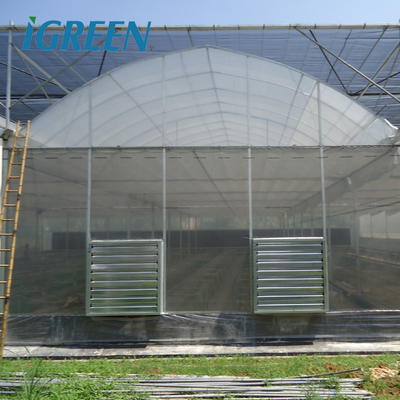 Tomato Growing Agricultural Equipment Roof Vent Free Multi Span Greenhouse