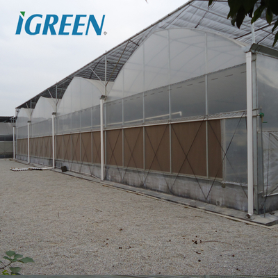 Tomato Growing Agricultural Equipment Roof Vent Free Multi Span Greenhouse