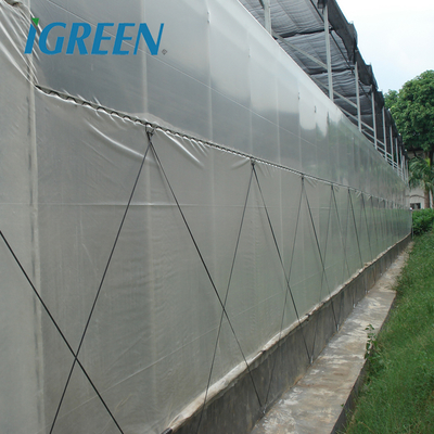 Tomato Growing Agricultural Equipment Roof Vent Free Multi Span Greenhouse