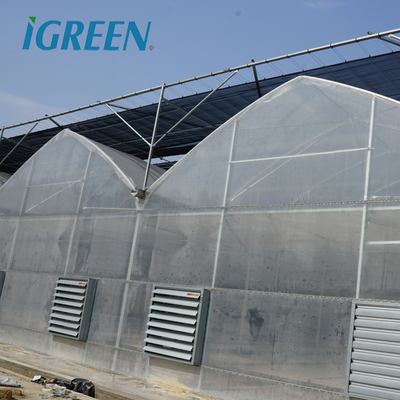 Tomato Growing Agricultural Equipment Roof Vent Free Multi Span Greenhouse