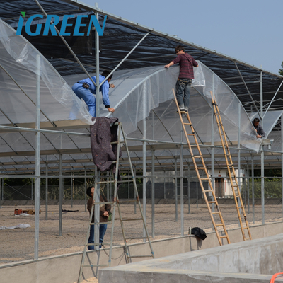 Multi-Span Agricultural Greenhouses Hot Climate Cover with 150/200micron Plastic Film