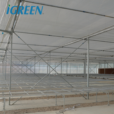 IGreen Agricultural Greenhouses Large Panda Film Greenhouse Suitable for All Climates