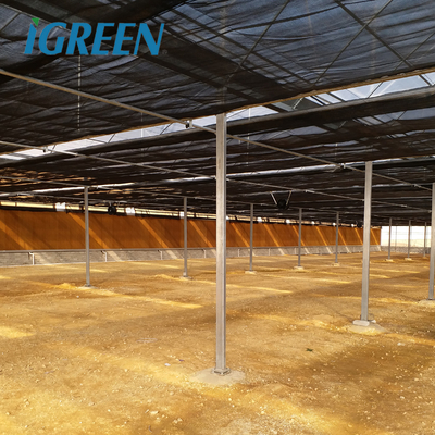 IGreen Agricultural Greenhouses Large Panda Film Greenhouse Suitable for All Climates