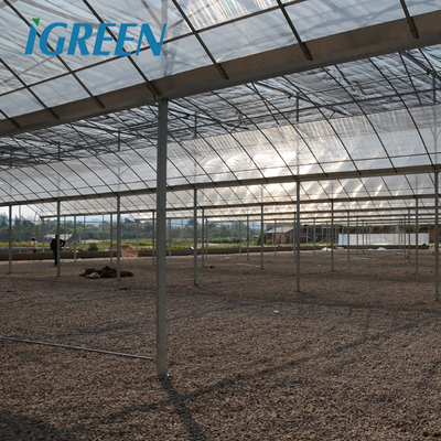 Customized Length IGreen Greenhouse for Planting Frame No Roof Vent Multi-Span Design