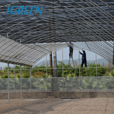 Customized Length IGreen Greenhouse for Planting Frame No Roof Vent Multi-Span Design