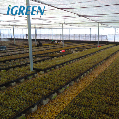 Customized Length IGreen Greenhouse for Planting Frame No Roof Vent Multi-Span Design
