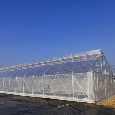 Film Covered Greenhouse Hydroponics System Agricultural DWC Hydroponics System
