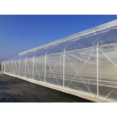 Film Covered Greenhouse Hydroponics System Agricultural DWC Hydroponics System