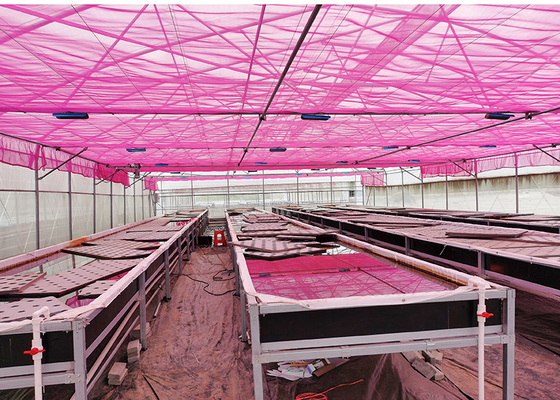 DWC deep water culture Hydroponics System Vertical Hydroponic For Agriculture